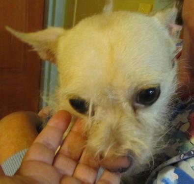 Chihuahua - Alfalfa - Small - Adult - Male - Dog