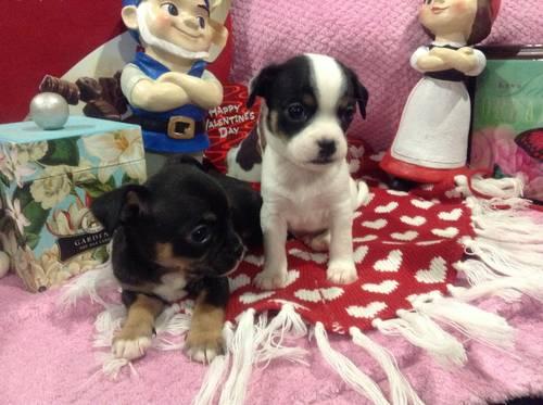 Chihuahua babies in Connecticut- $550 long and short haired