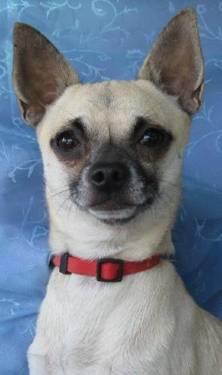 Chihuahua - Chicharito! - Small - Young - Male - Dog