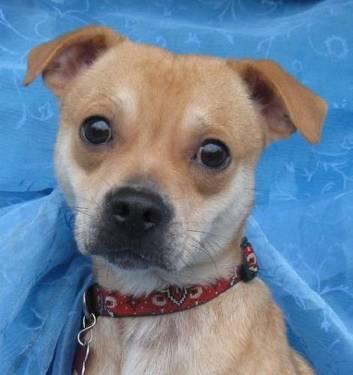 Chihuahua - Dudley Centerville - Small - Young - Male - Dog