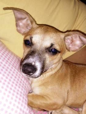 Chihuahua Female
