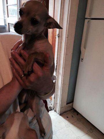 Chihuahua - Fosters Needed - Small - Baby - Female - Dog