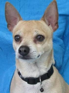 Chihuahua - Gizmo Joe - Small - Adult - Male - Dog