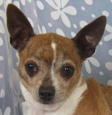 Chihuahua - Kam Jefferson - Small - Adult - Female - Dog