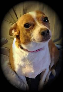 Chihuahua - Lacy - Small - Adult - Female - Dog