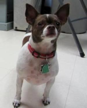 Chihuahua - Lucy - Small - Adult - Female - Dog