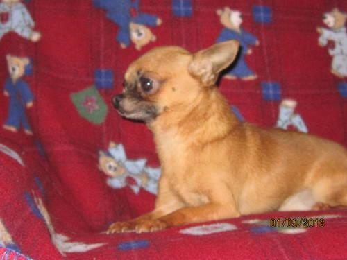 Chihuahua Male 2 years old
