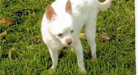Chihuahua - Paco - Small - Adult - Male - Dog