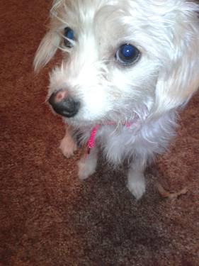 Chihuahua/poodle need gone ASAP