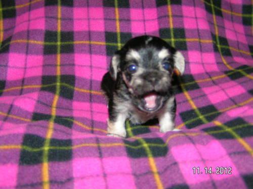 Chihuahua/Poodle Ready on 12/17/12,Christmas Babies,Bridgeport NY.