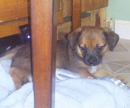 Chihuahua/pug/jackrussell babies