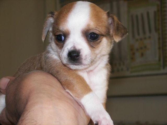 Chihuahua Puppies ~ 2 left!