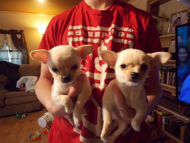 Chihuahua Puppies C.K.C. Reg. 2 to 8 months old