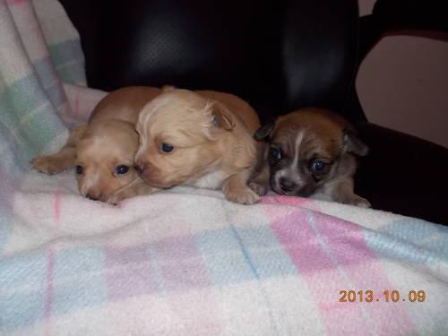 Chihuahua Puppies for Nov 1st