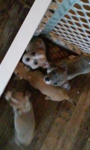 Chihuahua puppies ready