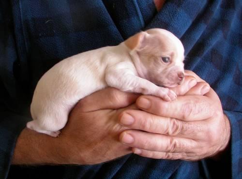 Chihuahua Puppies Ready by Christmas *New Pics*