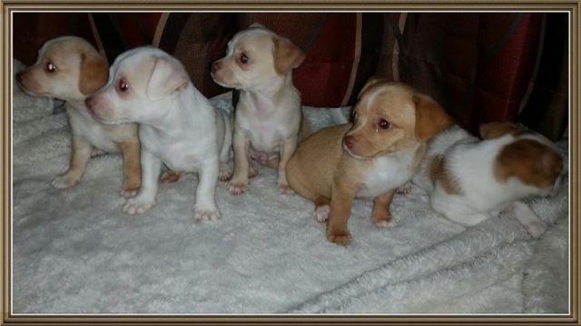 Chihuahua Puppies Ready to go