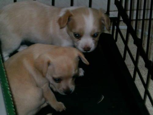 CHIHUAHUA PUPPY'S - FEMALES VERY BEAUTIFUL! TAKING DEPOSITS