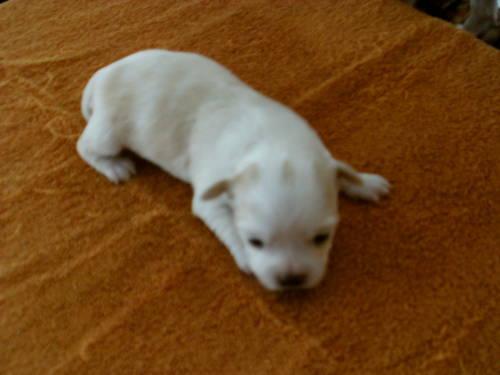 CHIHUAHUA PUPPY'S - FEMALES VERY BEAUTIFUL! TAKING DEPOSITS SOON..