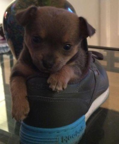 Chihuahua puppy's very small