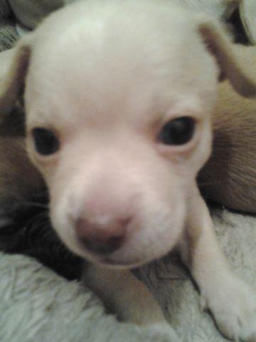 Chihuahua puppy . very beautiful white female. 9 weeks old