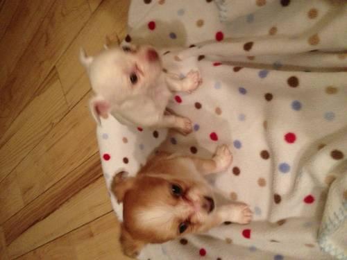 Chihuahua Pups for sale 8 weeks old CKC reg.