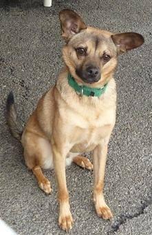 Chihuahua - Quark - Adopted! - Small - Adult - Male - Dog