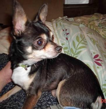 Chihuahua - Riley - Small - Adult - Male - Dog