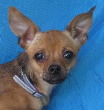 Chihuahua - Ruth - Small - Young - Female - Dog