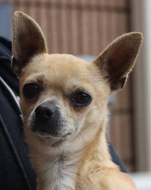 Chihuahua - Sam - Small - Adult - Male - Dog