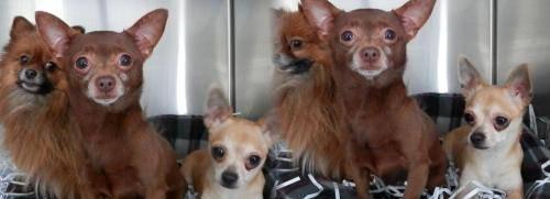 Chihuahua - Sandra - Small - Adult - Female - Dog