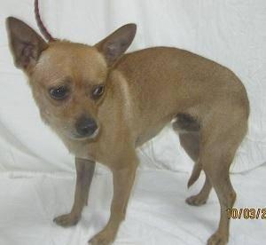 Chihuahua - Spanky - Small - Young - Male - Dog