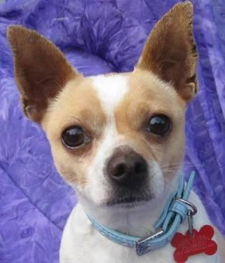 Chihuahua - Stanley - Small - Young - Male - Dog