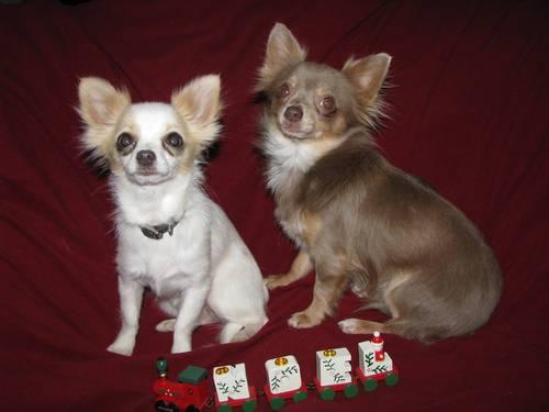 Chihuahua ***Tutter (neuter male) and Salt (female)***