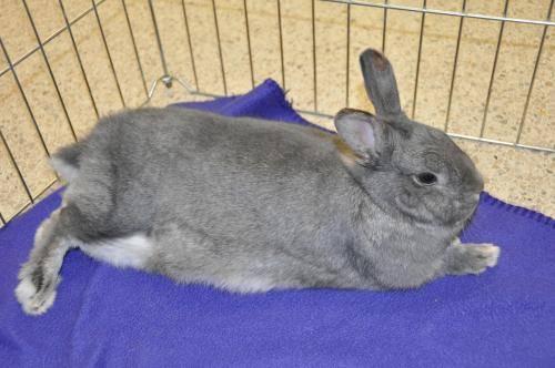 Chinchilla - Bethany - Medium - Young - Female - Rabbit