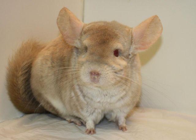 Chinchillas available