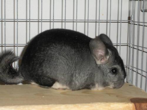 Chinchillas For Sale by Breeder