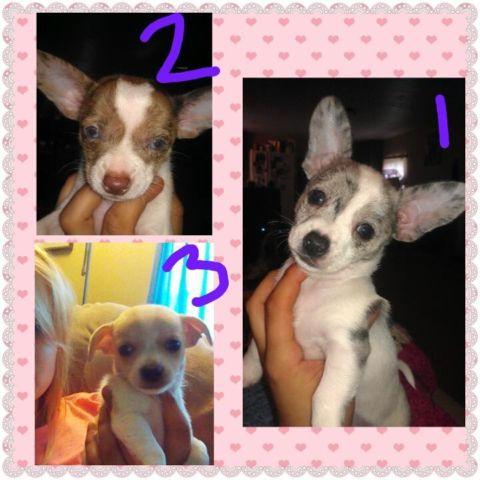 chiweewee puppys forsale *** Houghton ny**