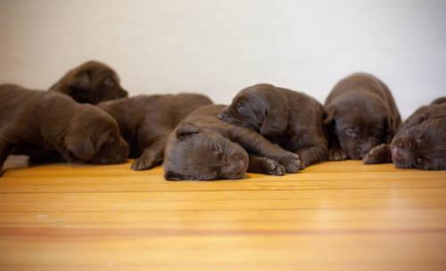 Chocolate Labrador Puppies for Sale