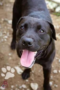 Chocolate Labrador Retriever - Hunter - Large - Adult - Male