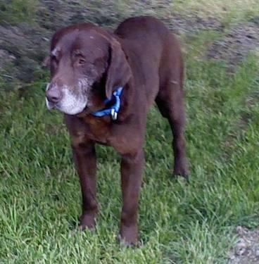 Chocolate Labrador Retriever - Johnnie - Large - Adult - Male