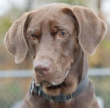 Chocolate Labrador Retriever - Max Jr. - Large - Adult - Male