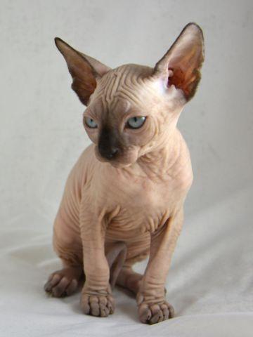 Chocolate Mink 10 month old sphynx female available as a pet