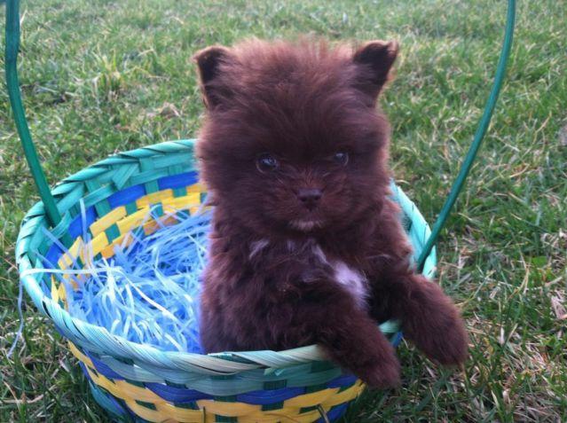 Chocolate Pomeranian Puppy
