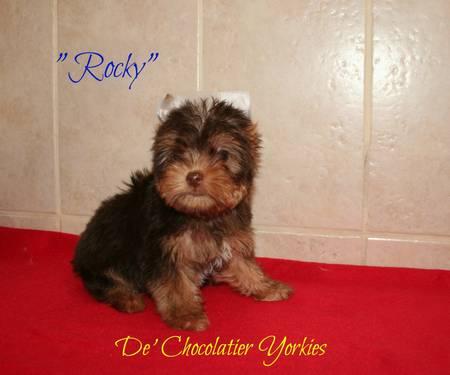 Chocolate Yorkshire Terrier (Biro Carrier) 2 males and 1 female avail.