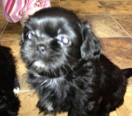 Chorkie-Poo Puppies Blue eyed babies ONLY ONE LEFT