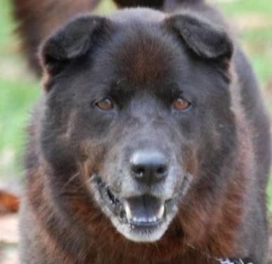 Chow Chow - Boots - Large - Adult - Male - Dog