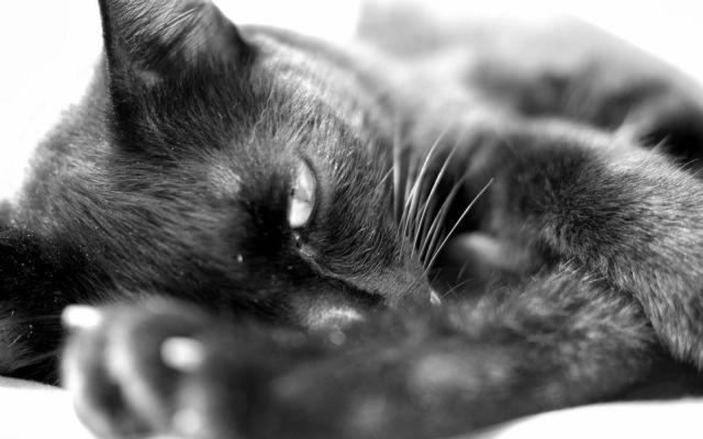 Christian -- gentle, gorgeous -- loving lapcat