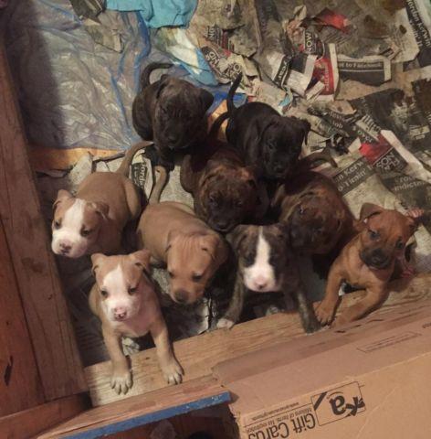 Christmas / New years Pitbull Puppies for sale