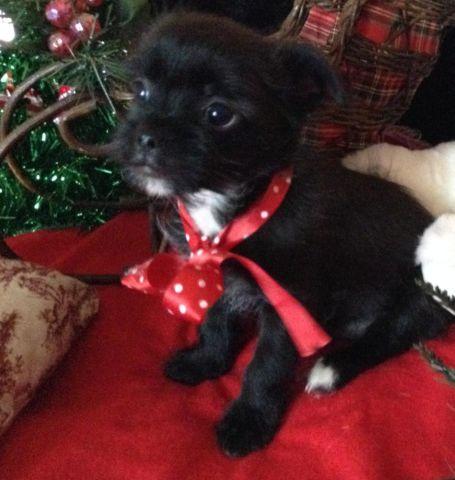 CHRISTMAS PUPPY,Tiny male Jarkie$500